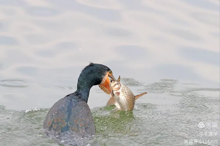 包含弱肉强食的比赛现场，精彩纷呈的词条